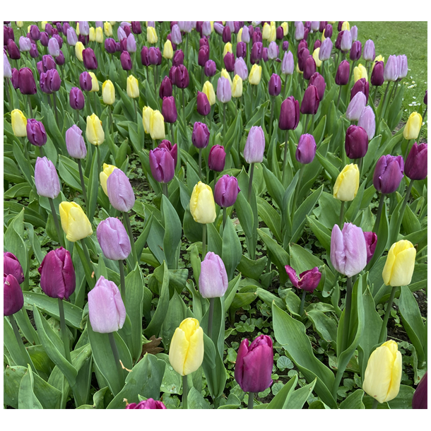 Tulipan Tutti Frutti mix 50 lg