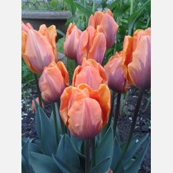Tulipan Princess Irene 8 lg