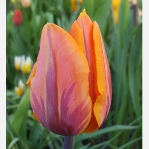 Tulipan Princess Irene 8 lg