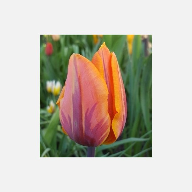 Tulipan Princess Irene 8 lg
