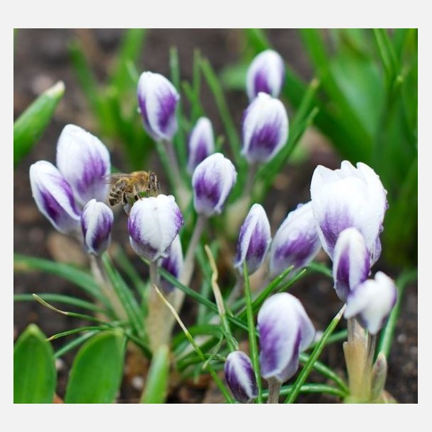 Krokus Prins Claus 20 lg