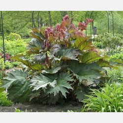 Prydrababer Palmatum