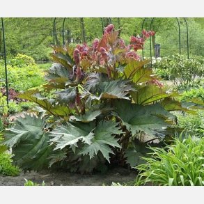 Prydrababer Palmatum