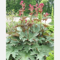 Prydrababer Palmatum