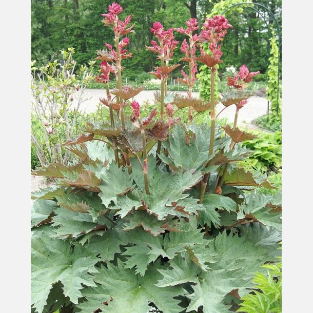 Prydrababer Palmatum