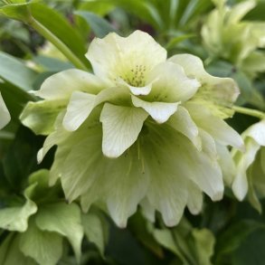 Pskeklokke Ellen White Double