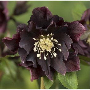 Pskeklokke Ellen Purple Double