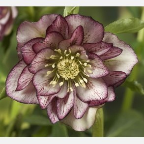 Pskeklokke Ellen Picotee Double