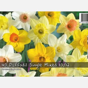 Narcis Trompet mix 30 lg