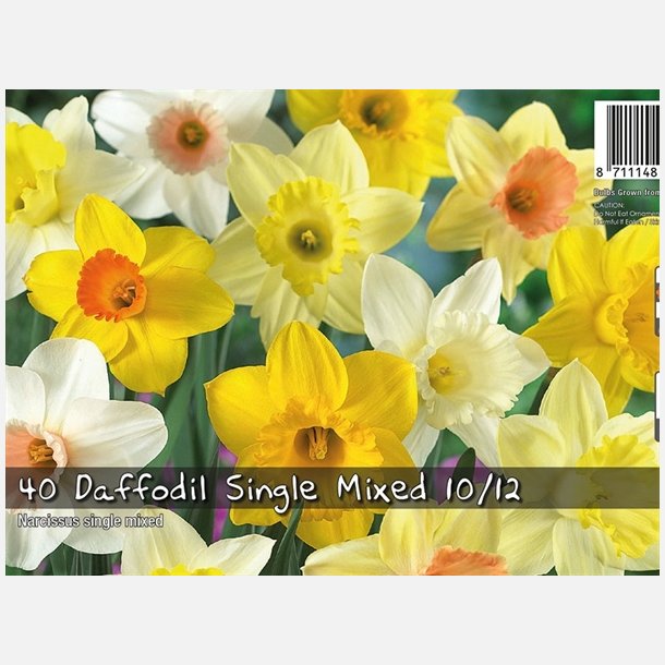 Narcis Trompet mix 40 lg