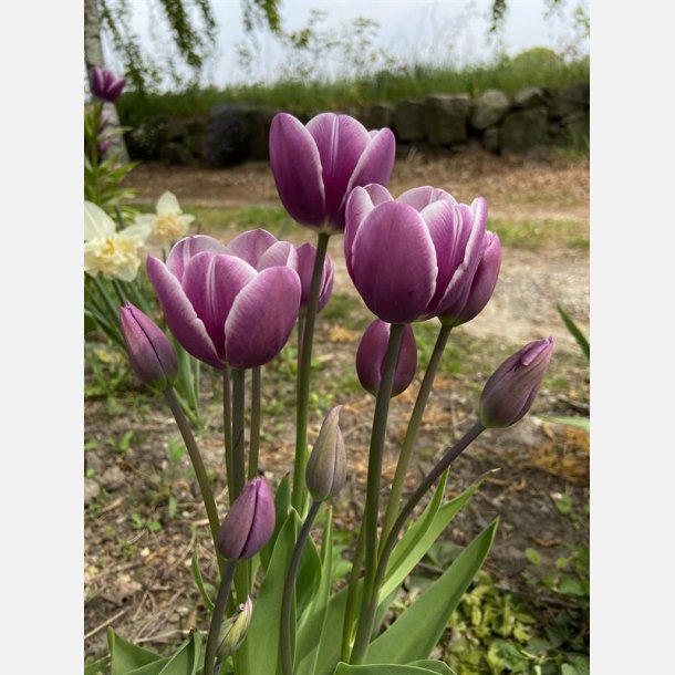 Tulipan Purple Elegance 6 lg