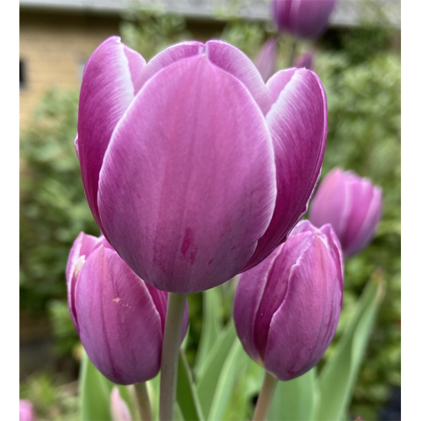 Tulipan Purple Elegance 6 lg
