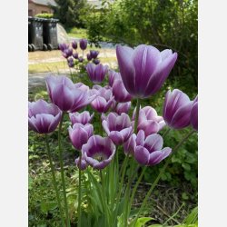 Tulipan Purple Elegance 6 lg