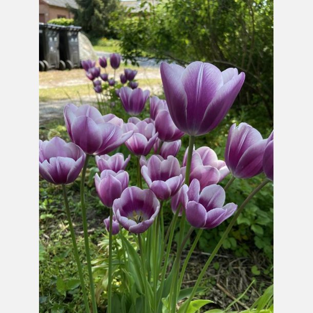 Tulipan Purple Elegance 6 lg