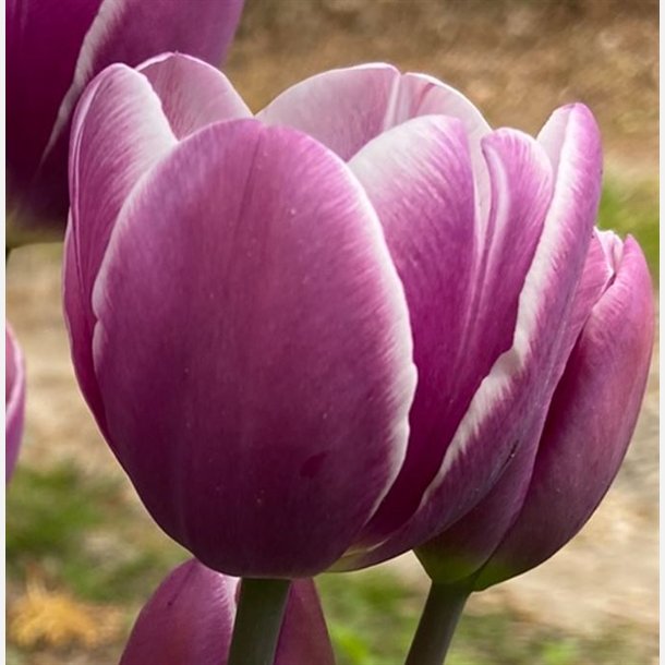 Tulipan Purple Elegance 6 lg