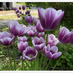 Tulipan Purple Elegance 6 lg