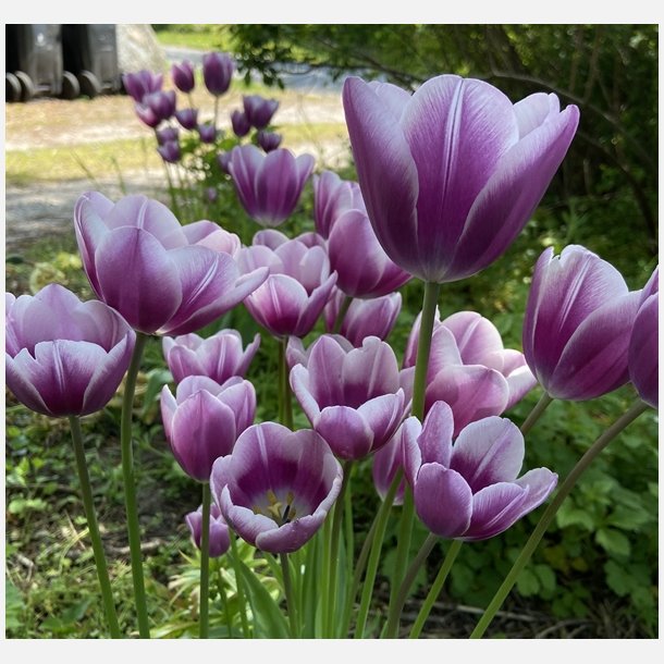 Tulipan Purple Elegance 6 lg