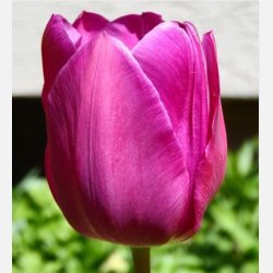 Tulipan Purple Flag 8 lg