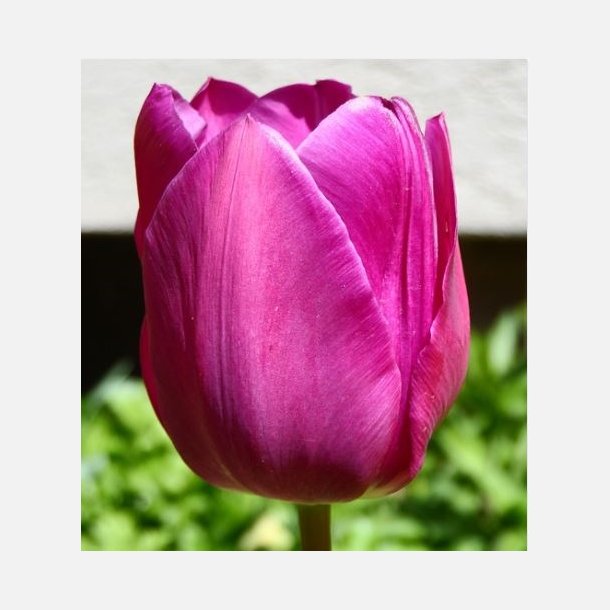 Tulipan Purple Flag 8 lg