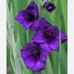 Gladiolus Purple Flora 