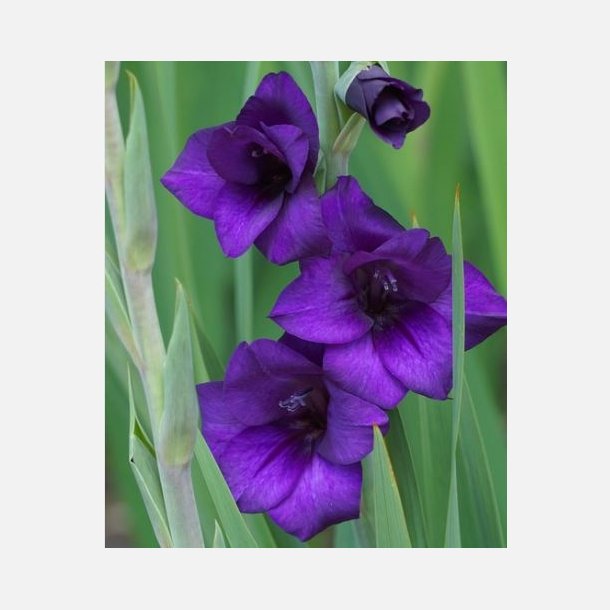 Gladiolus Purple Flora 