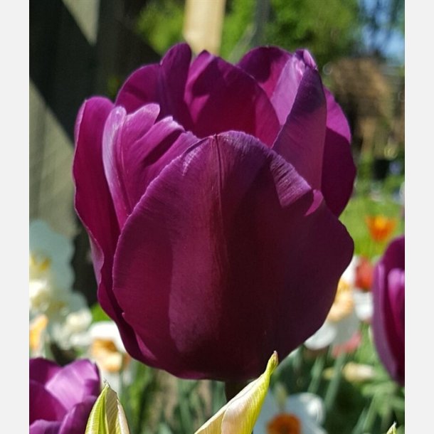 Tulipan Purple Prince 8 lg