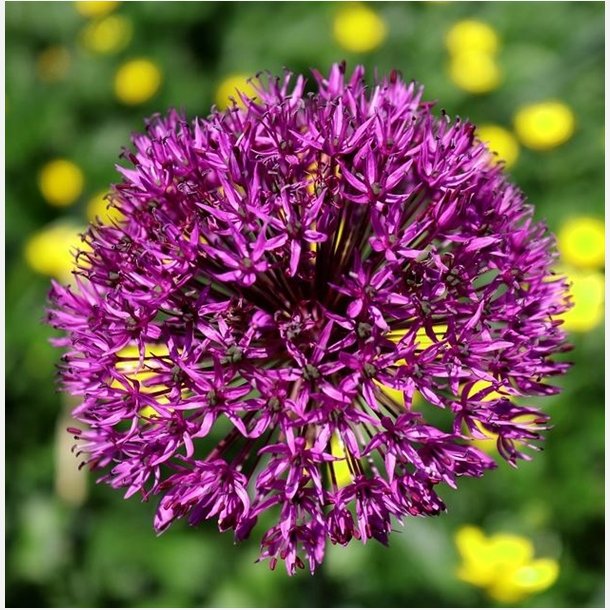 Allium Purple Sensation 5 lg