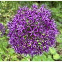 Allium Purple Sensation 5 lg