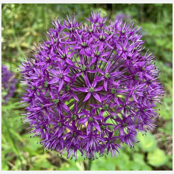 Allium Purple Sensation 5 lg