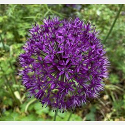 Allium Purple Sensation 5 lg