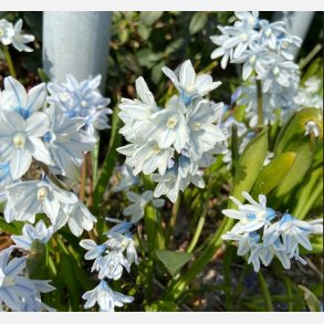 Porcelnshyacint 20 lg