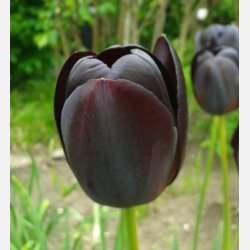 Tulipan Queen of night 8 lg