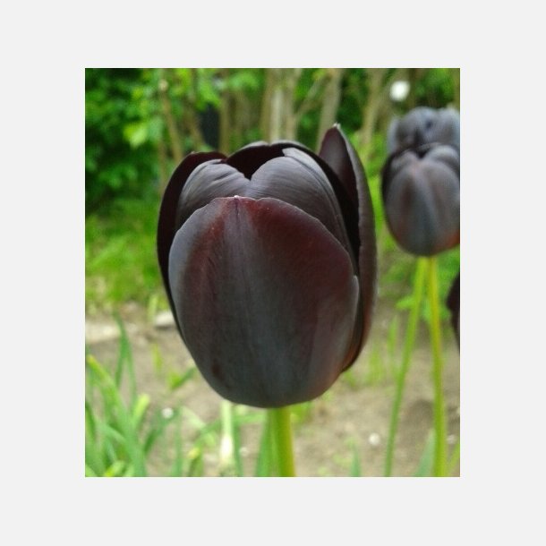 Tulipan Queen of night 8 lg