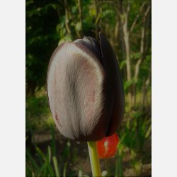 Tulipan Queen of night 8 lg