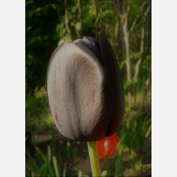 Tulipan Queen of night 8 lg