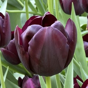 Tulipan Queen of night 8 lg