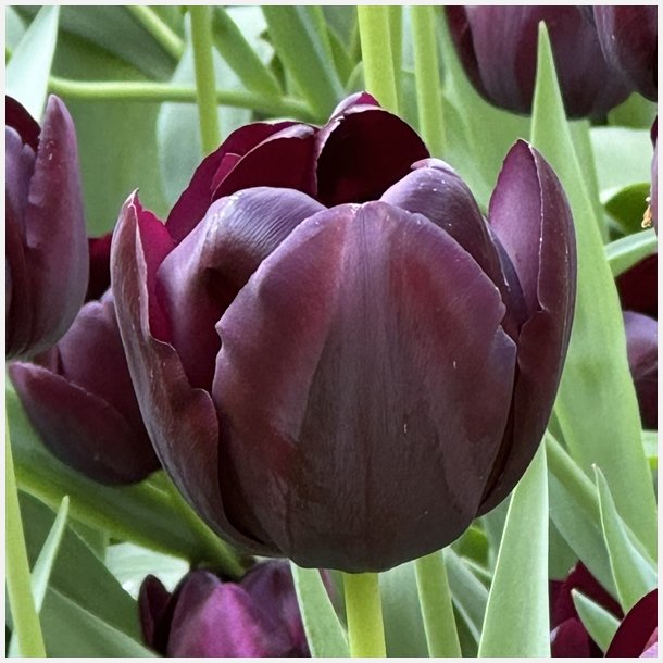 Tulipan Queen of night 8 lg