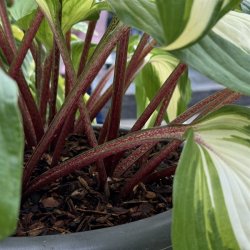 Hosta Raspberry Sundae
