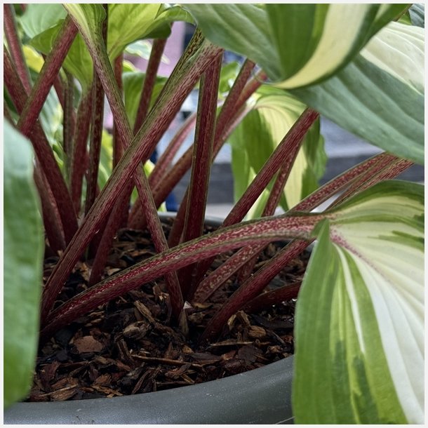 Hosta Raspberry Sundae