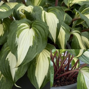 Hosta Raspberry Sundae