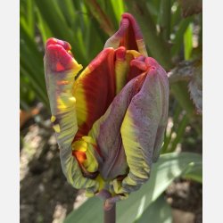 Tulipan Rasta Parrot 8 lg