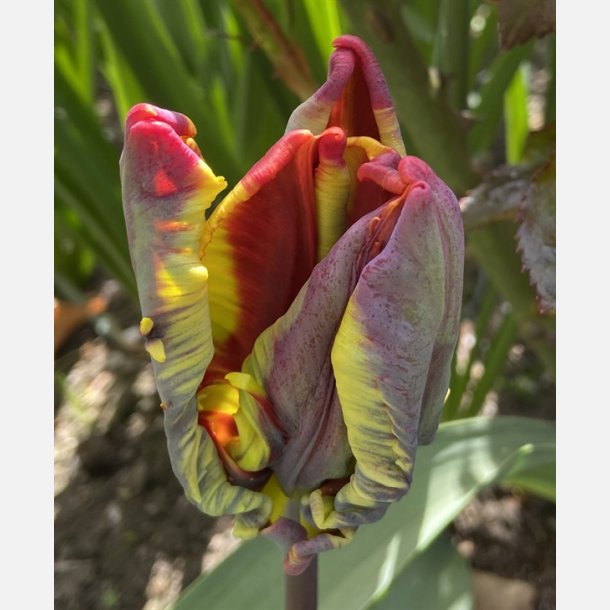 Tulipan Rasta Parrot 8 lg
