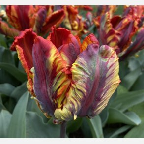 Tulipan Rasta Parrot 8 lg