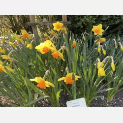 Narcis Red Devon 5 lg