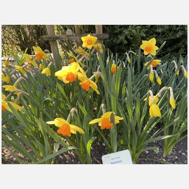 Narcis Red Devon 5 lg