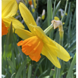 Narcis Red Devon 5 lg