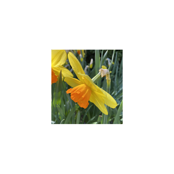 Narcis Red Devon 5 lg