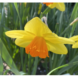 Narcis Red Devon 5 lg