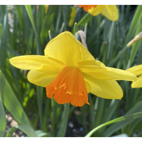 Narcis Red Devon 5 lg