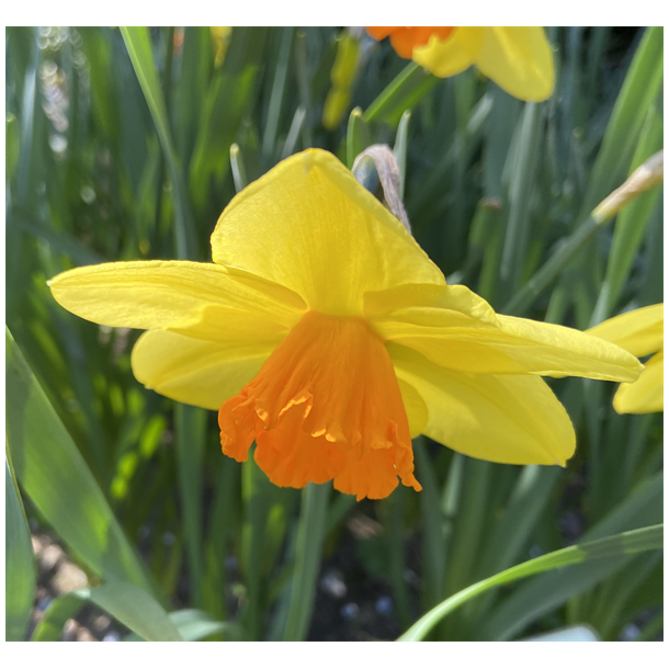 Narcis Red Devon 5 lg